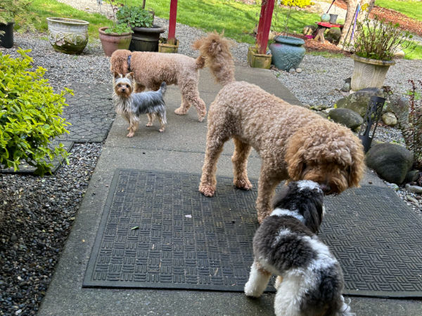 dogs in backyard