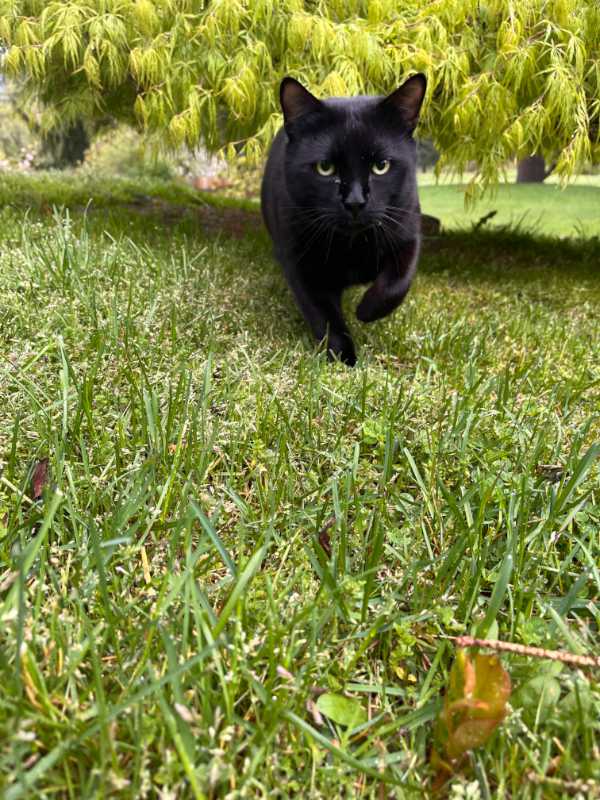 Cat playing outside