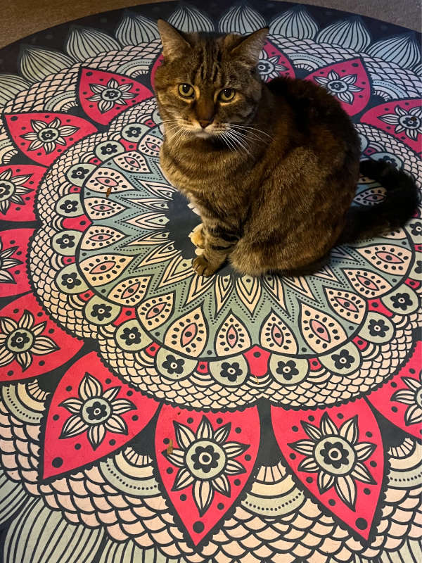 Cat sitting inside during cat sitting session