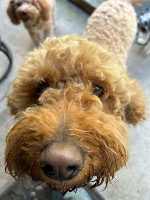 cute curly dog close-up
