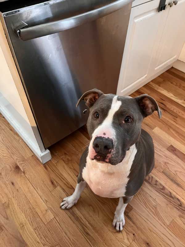 Client's dog sitting inside during in-home pet sitting