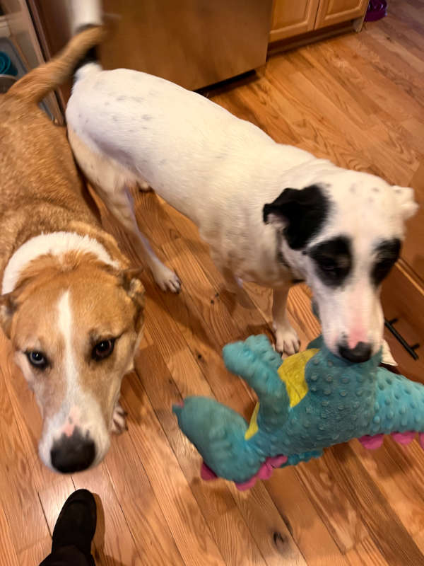 Dogs playing with toys inside during pet sitting
