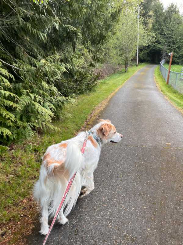 Walking dog down a wooded path