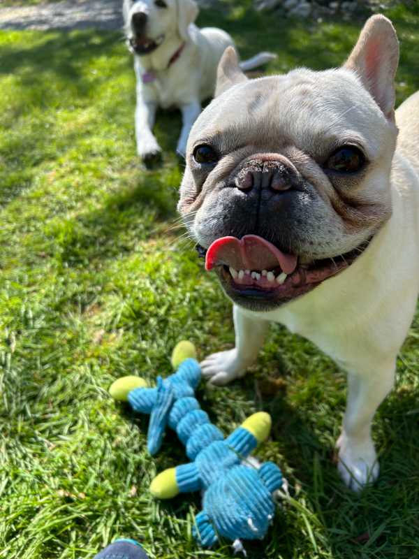 Two dogs playing outside in grass at our kennel free dog facility