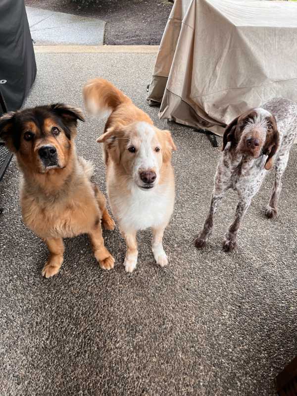 Three dogs 