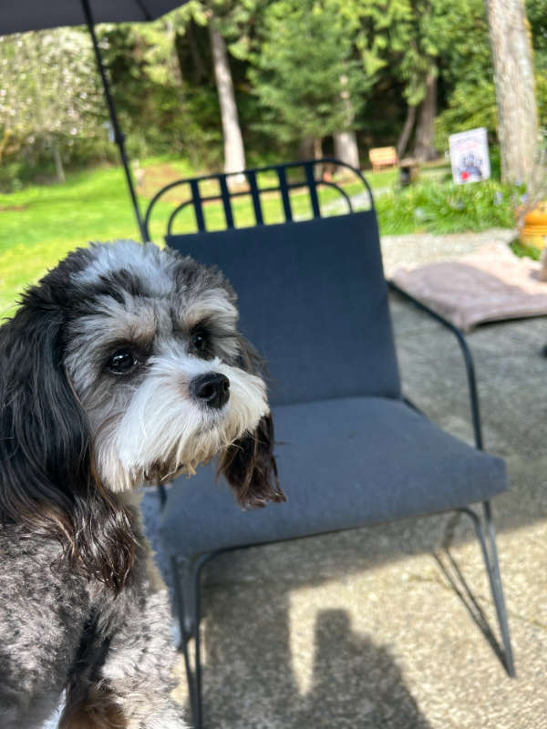 Dog sitting outside at our dog boarding facility