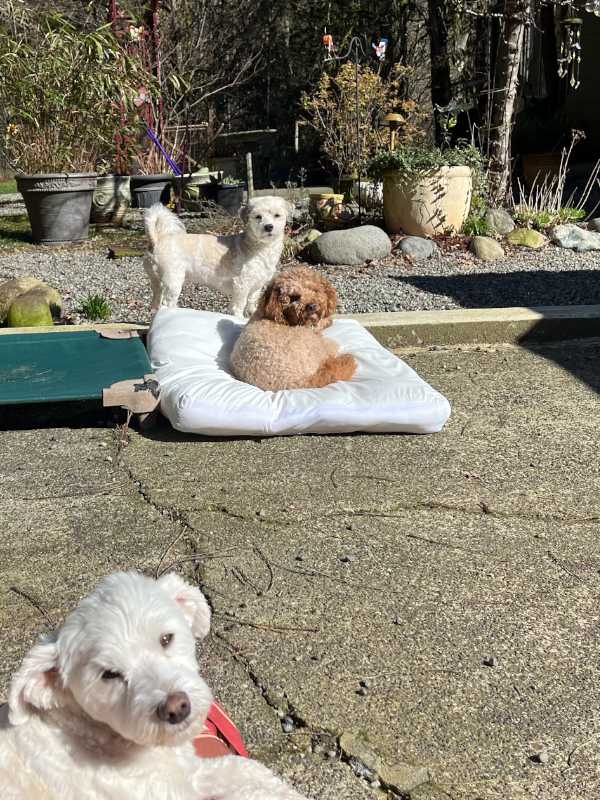 Dogs sitting outside at our dog boarding facility in Auburn Washington