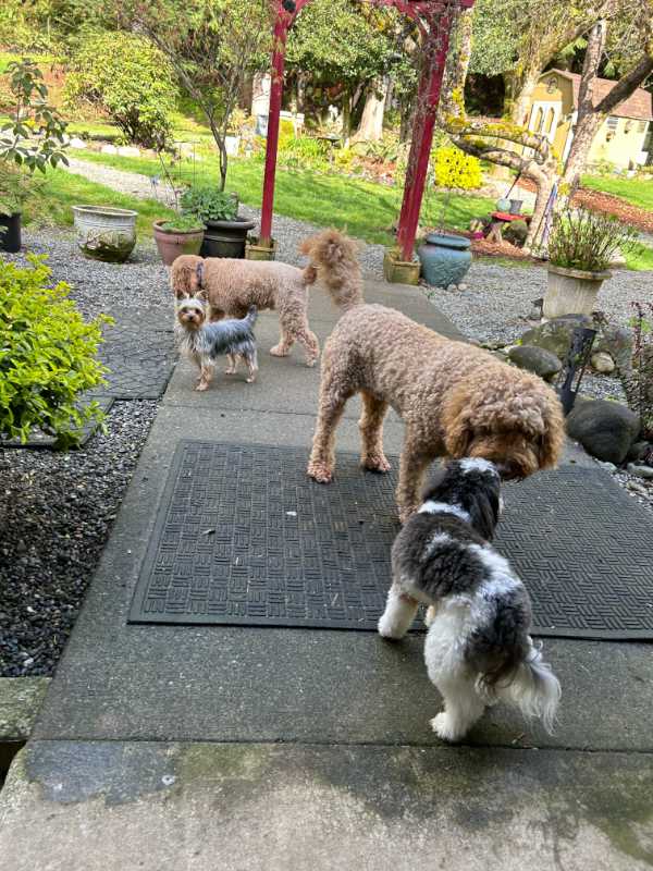 Dogs walking around outside at our dog boarding facility in Auburn Washington