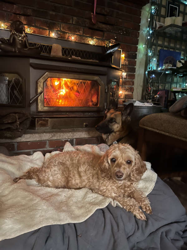 Dogs sitting inside during pet sitting