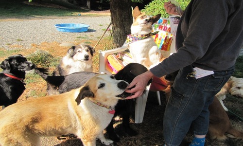 creekside doggie daycare
