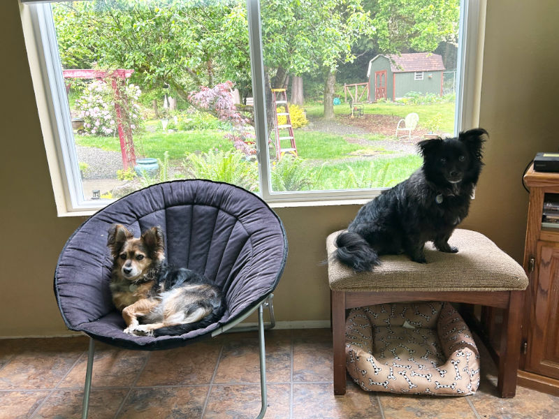 Anne Ota on site pet sitting a beautiful cat